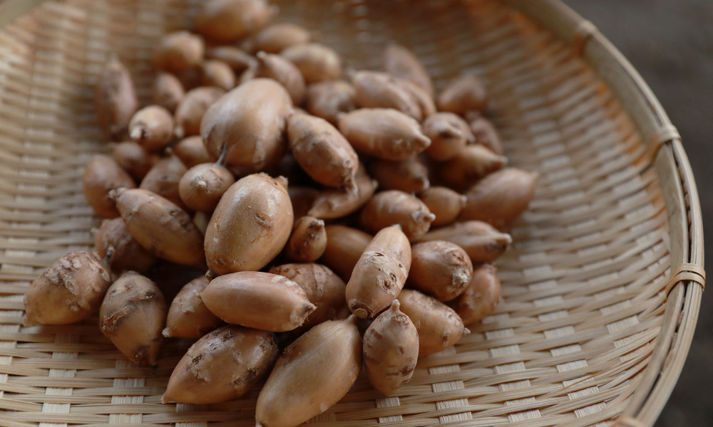 世界三大健康野菜のひとつとされるアピオス